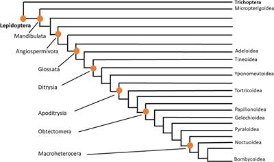 Unique Members of the Adipokinetic Hormone Family in Butterflies and Moths (Insecta, Lepidoptera)